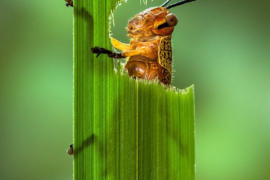 Số lượng côn trùng giảm gần 25% kể từ năm 1990