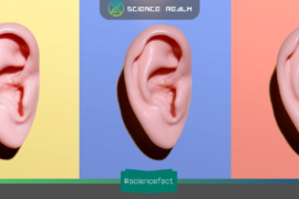 Tạo ra tiếng động “rầm rầm, bụp bụp” bên trong đầu bằng việc căng một nhóm cơ bên trong tai